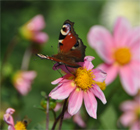 auch Schmetterlinge fühlen sich wohl in bayerischen Gärten